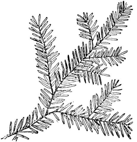 Canadian Hemlock Branch Coloring Page